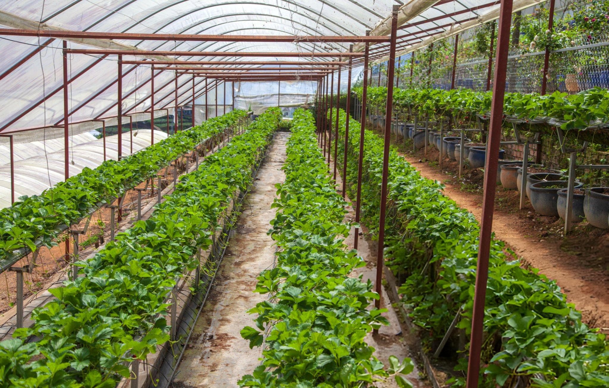 Zalisha Agro Ecology